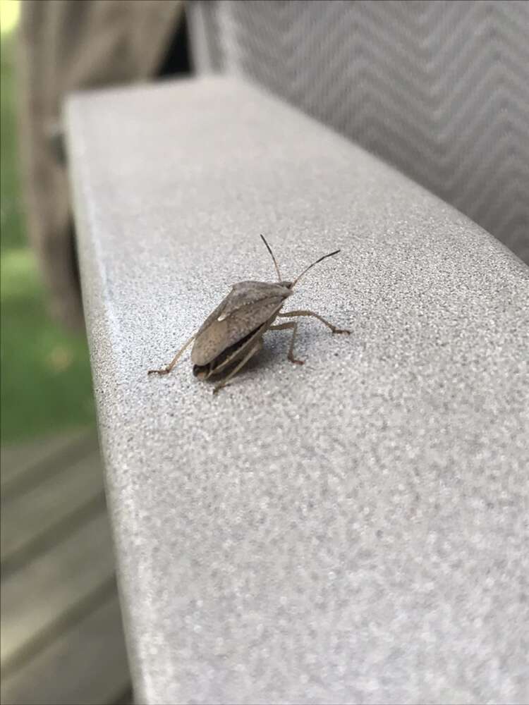 Image of One Spotted Stink Bug