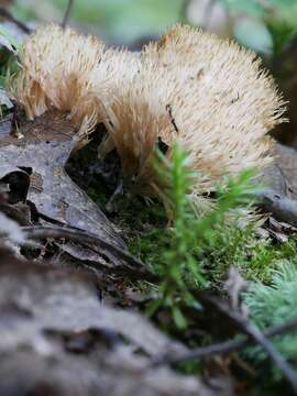 Tremellodendron merismatoides (Schwein.) Burt 1915 resmi