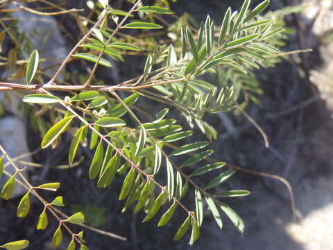 Image of Sonoran indigo