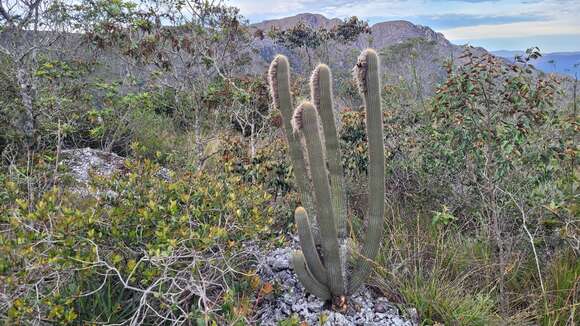 Micranthocereus purpureus (Gürke) F. Ritter的圖片