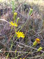 Pityopsis aspera (A. Gray) Small resmi