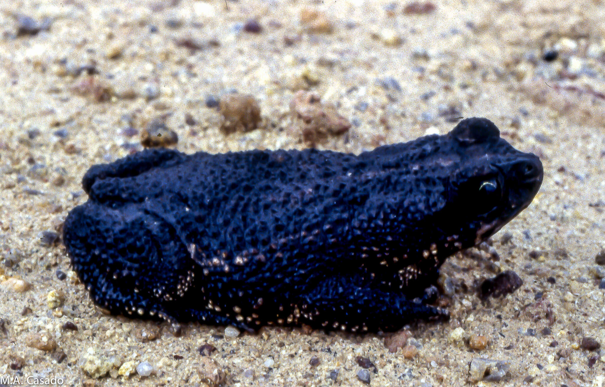 Image of Rhinella beebei (Gallardo 1965)