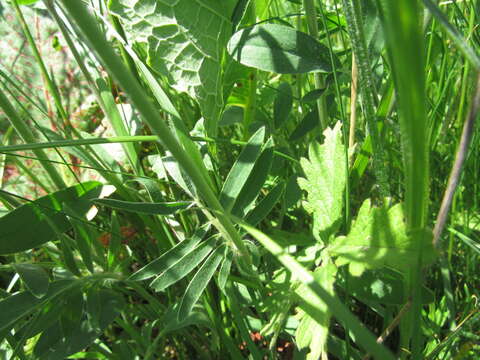 Image of Anthyllis vulneraria subsp. polyphylla (DC.) Nyman