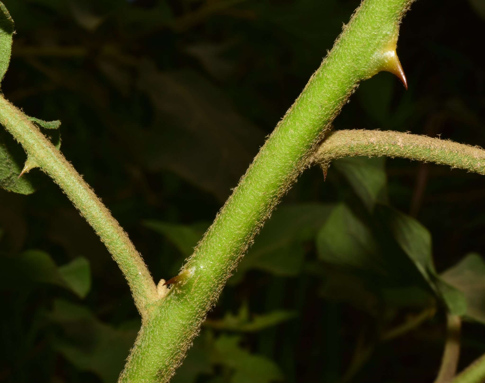 Solanum diversifolium Schltdl.的圖片