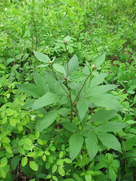 Plancia ëd Paeonia lactiflora Pall.