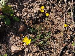 Image of Hypecoum procumbens subsp. procumbens