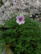 Sivun Erodium glandulosum (Cav.) Willd. kuva