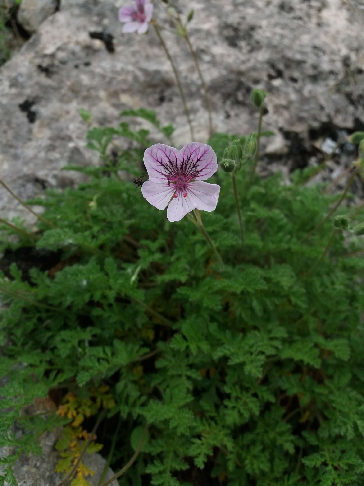 Sivun Erodium glandulosum (Cav.) Willd. kuva