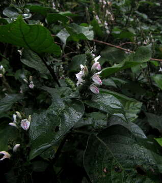 Image of Forest buckweed