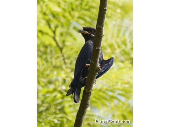 Image of Azure Dollarbird