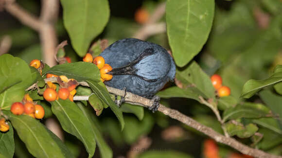 Слика од Melanotis caerulescens longirostris Nelson 1898