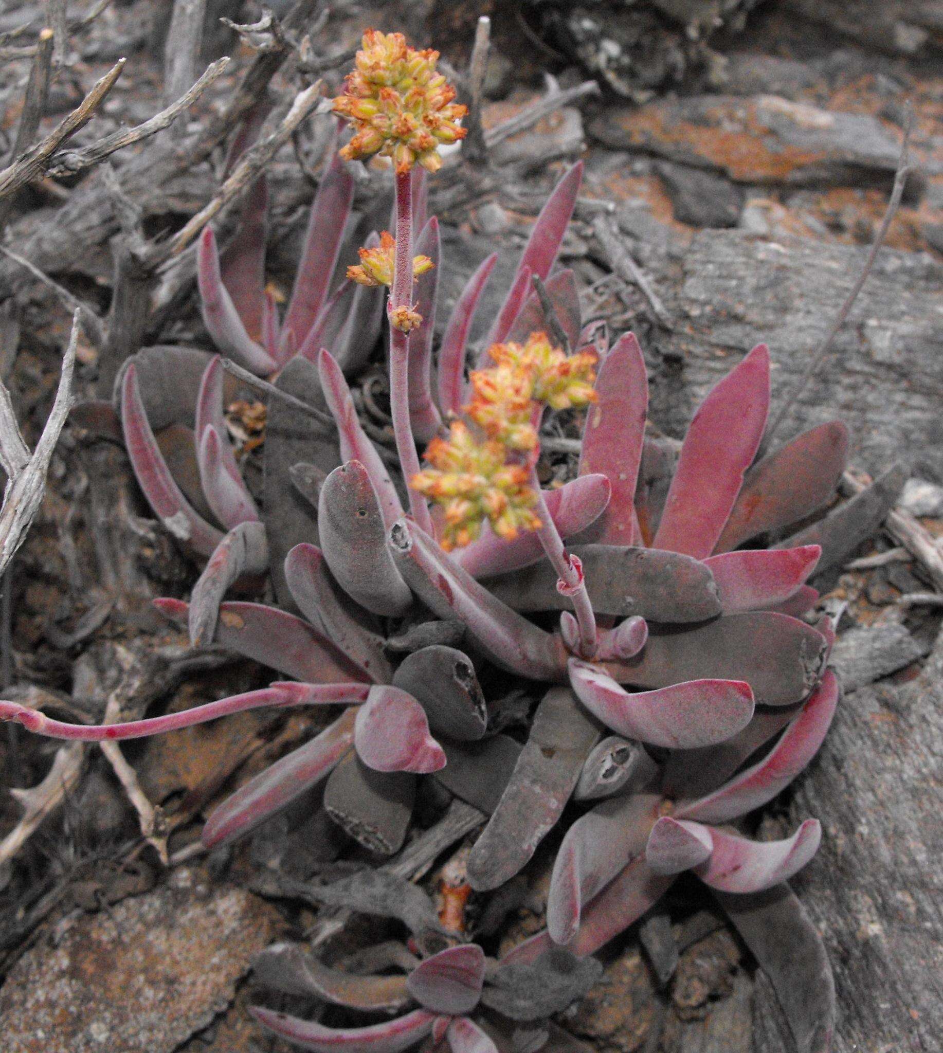 Image of Crassula subacaulis subsp. subacaulis