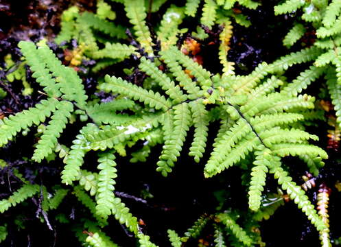 Image of Gleichenia rupestris R. Br.