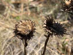 Image of Prickly Grass-Leaf-Aster