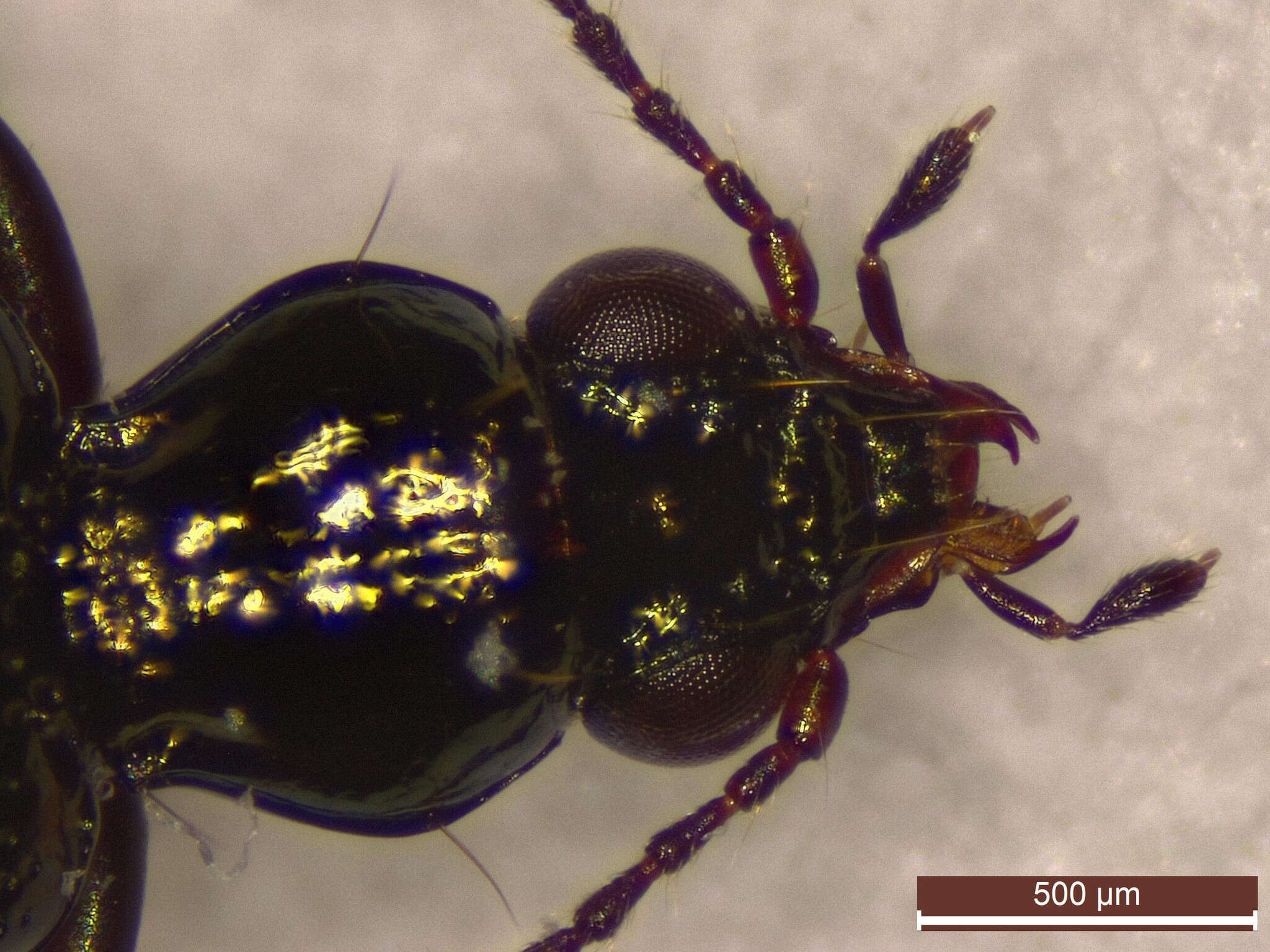 Bembidion (Emphanes) normannum Dejean 1831的圖片