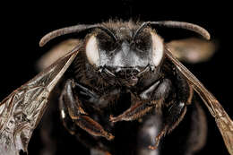 Image of Andrena nigerrima Casad 1896