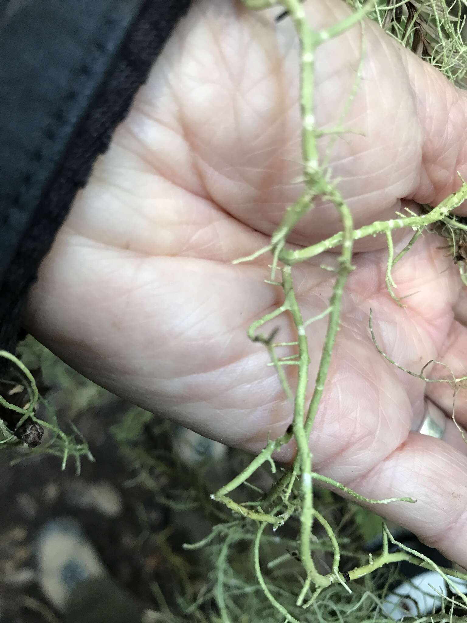 Image of Inflated Beard Lichen