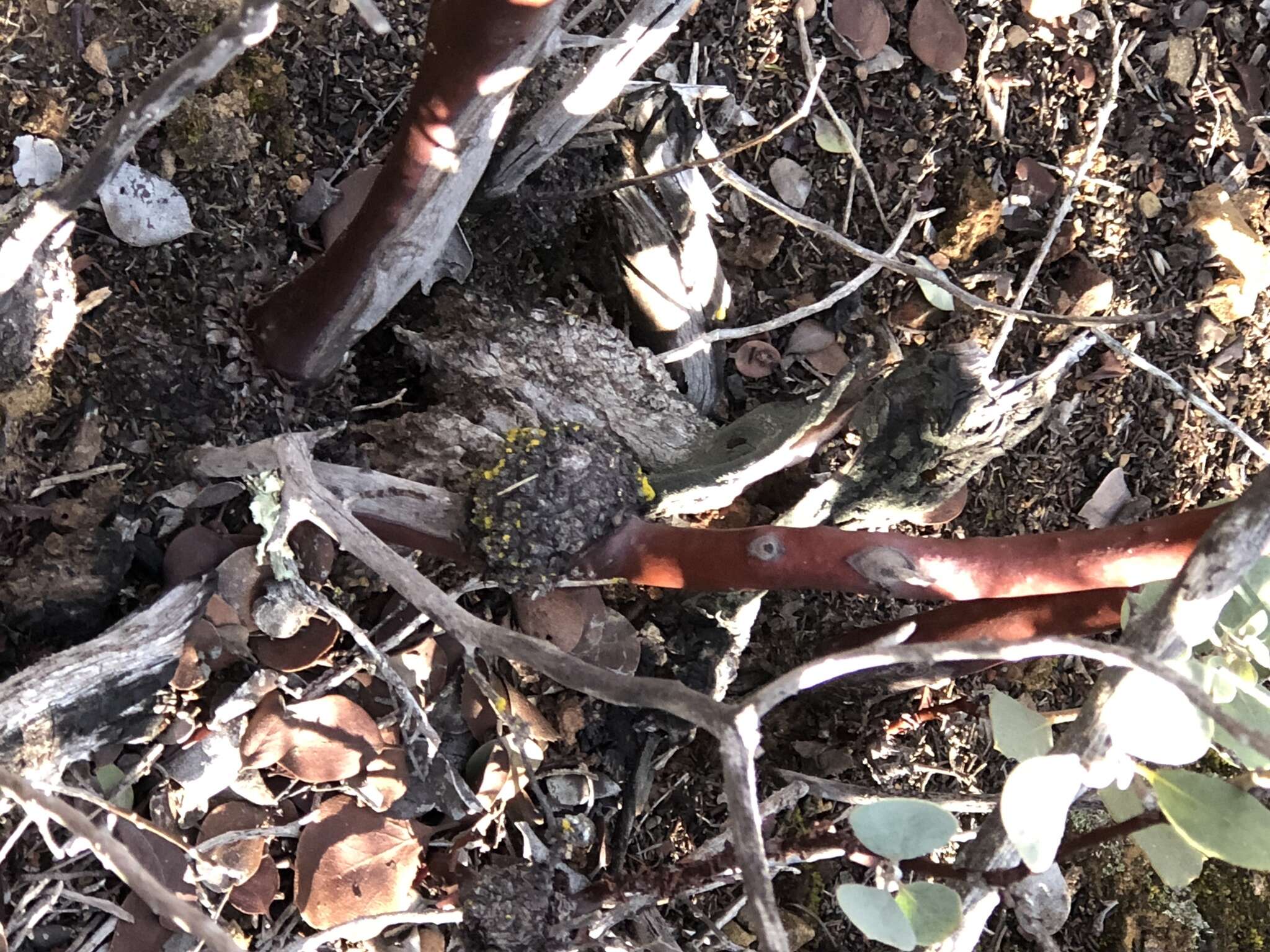 Image of Arctostaphylos glandulosa subsp. cushingiana (Eastw.) J. E. Keeley, M. C. Vasey & V. T. Parker