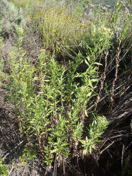 Image of Nidorella ivifolia (L.) J. C. Manning & Goldblatt