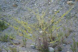 Image of Pignut