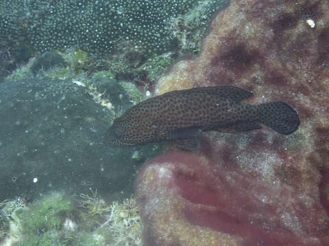 Cephalopholis cruentata (Lacepède 1802) resmi