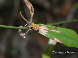 Image of Smilax elongatoumbellata Hayata