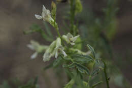 Image of looseflower milkvetch