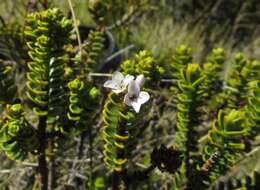 Image de Veronica masoniae (L. B. Moore) Garn.-Jones