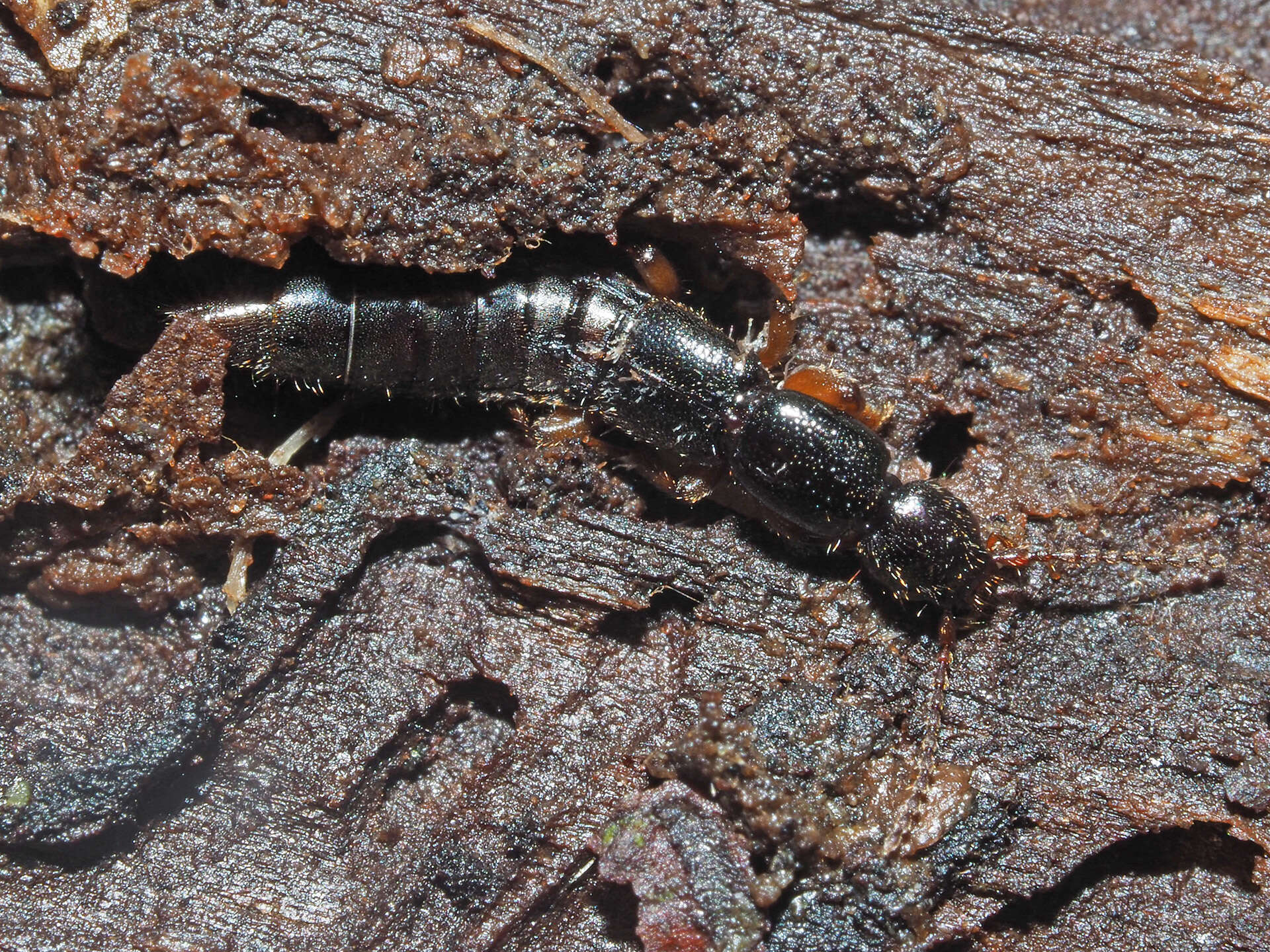 Image of Lathrobium (Lathrobium) brunnipes (Fabricius 1792)