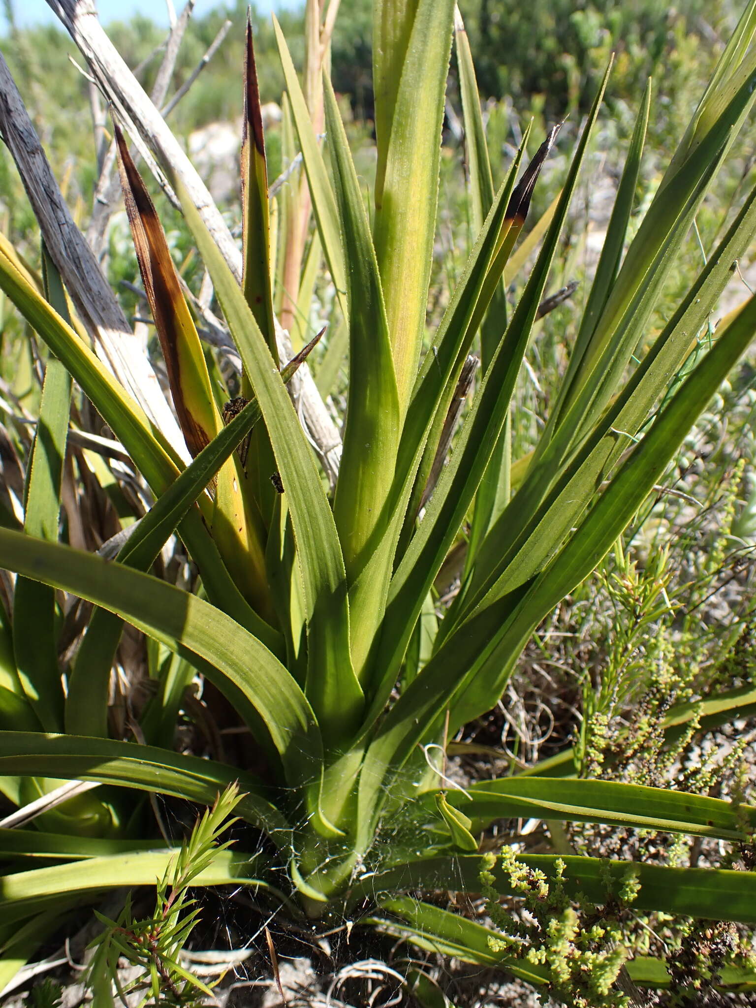 Image of Acrolophia cochlearis (Lindl.) Schltr. & Bolus