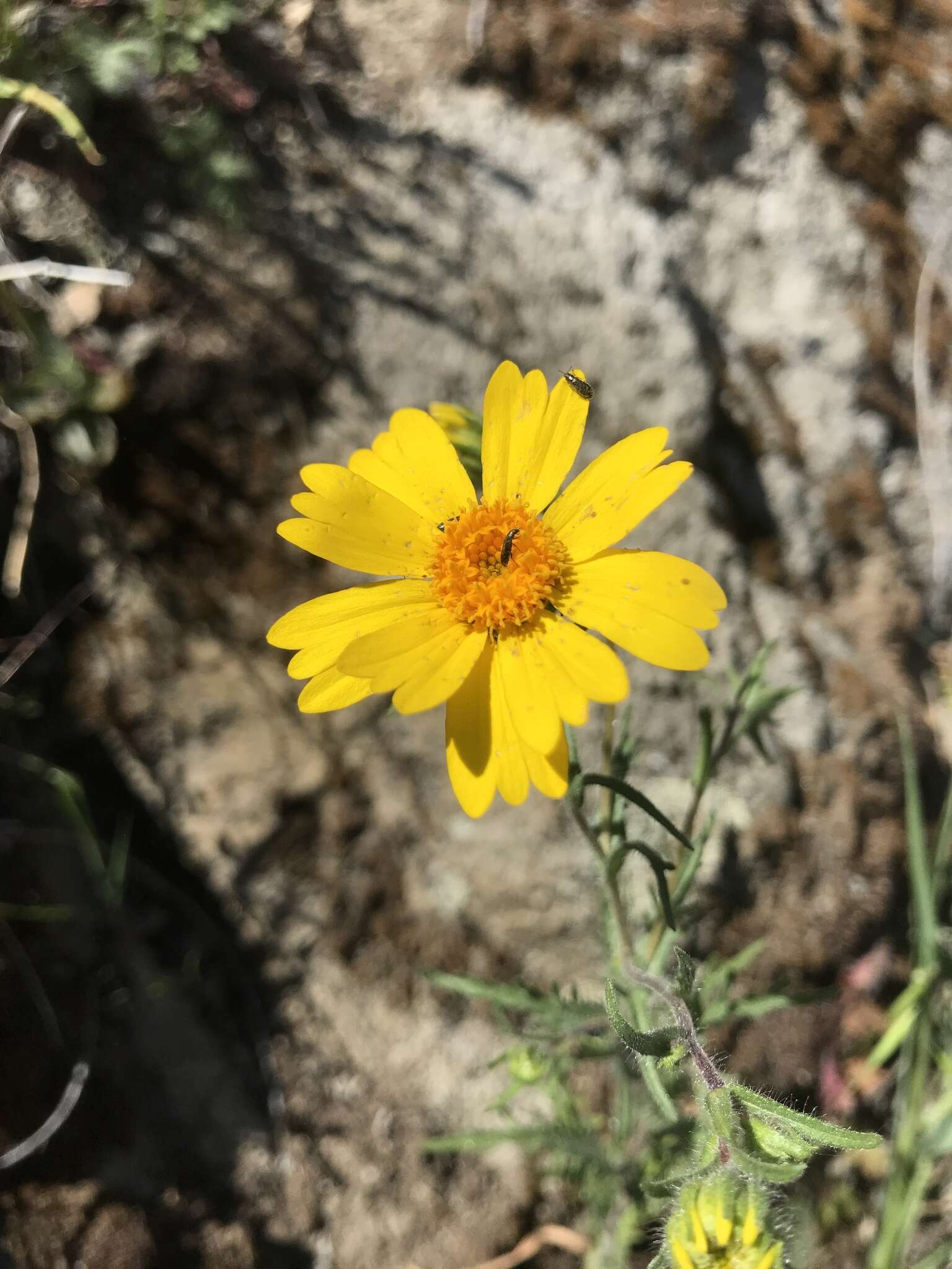 Image of Sierra tidytips