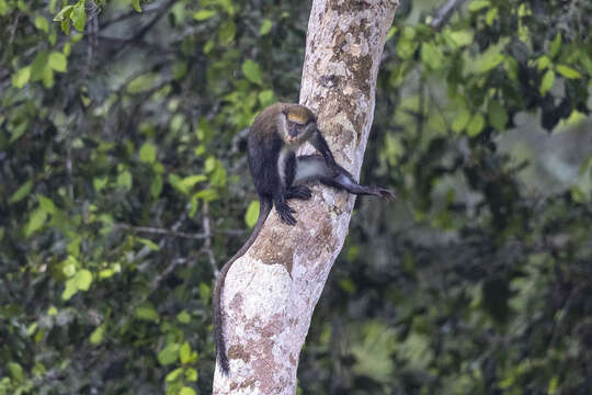 Слика од Cercopithecus lowei Thomas 1923