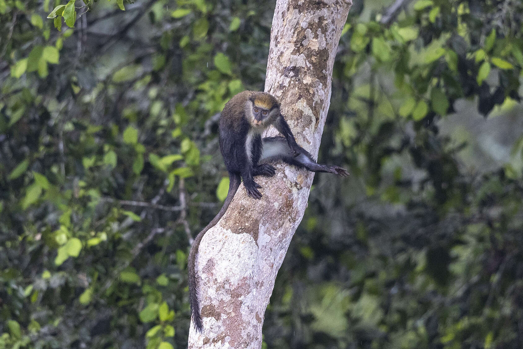 Image of Lowe's Guenon