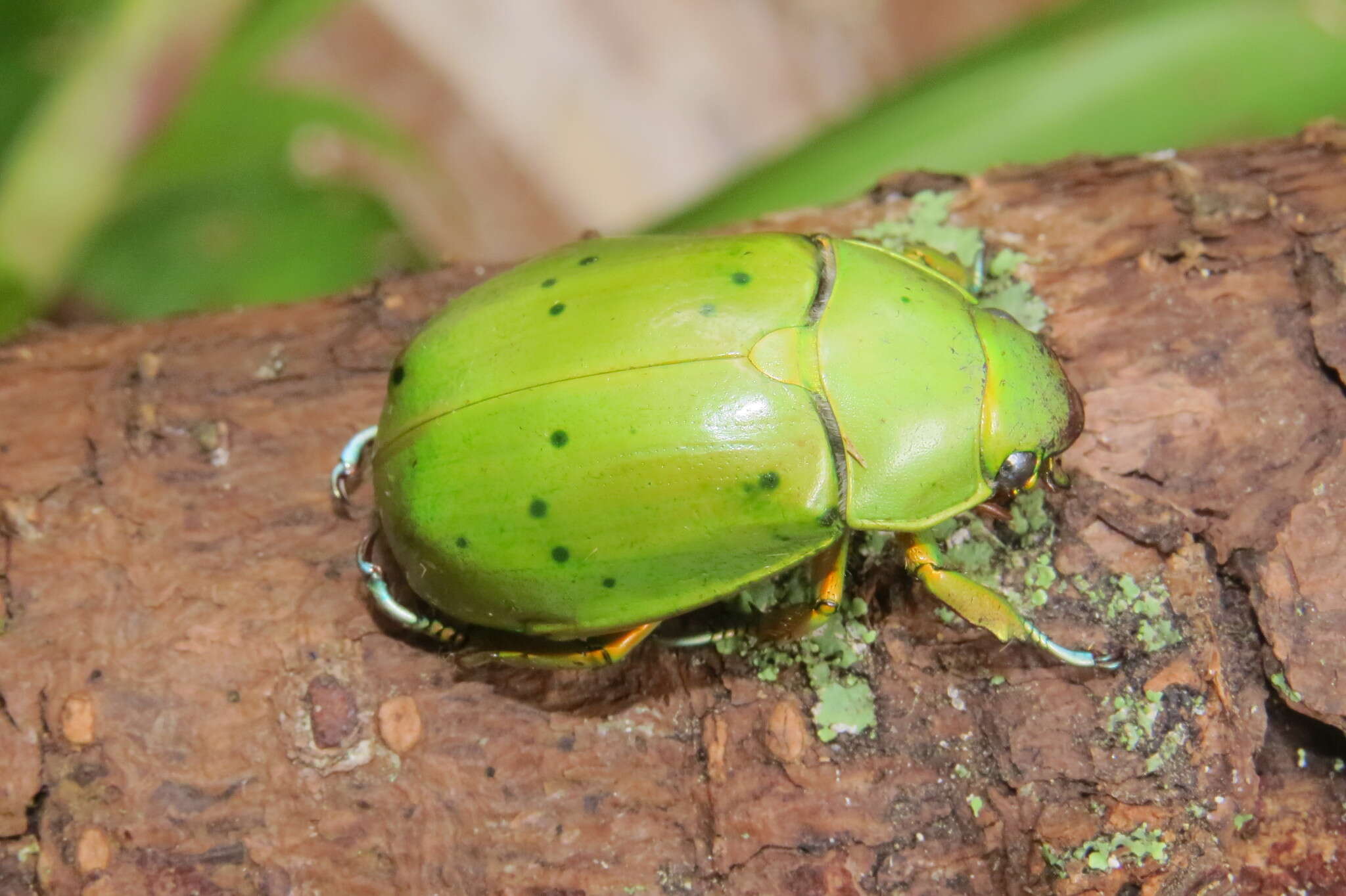 Imagem de Chrysina karschi (Nonfried 1891)