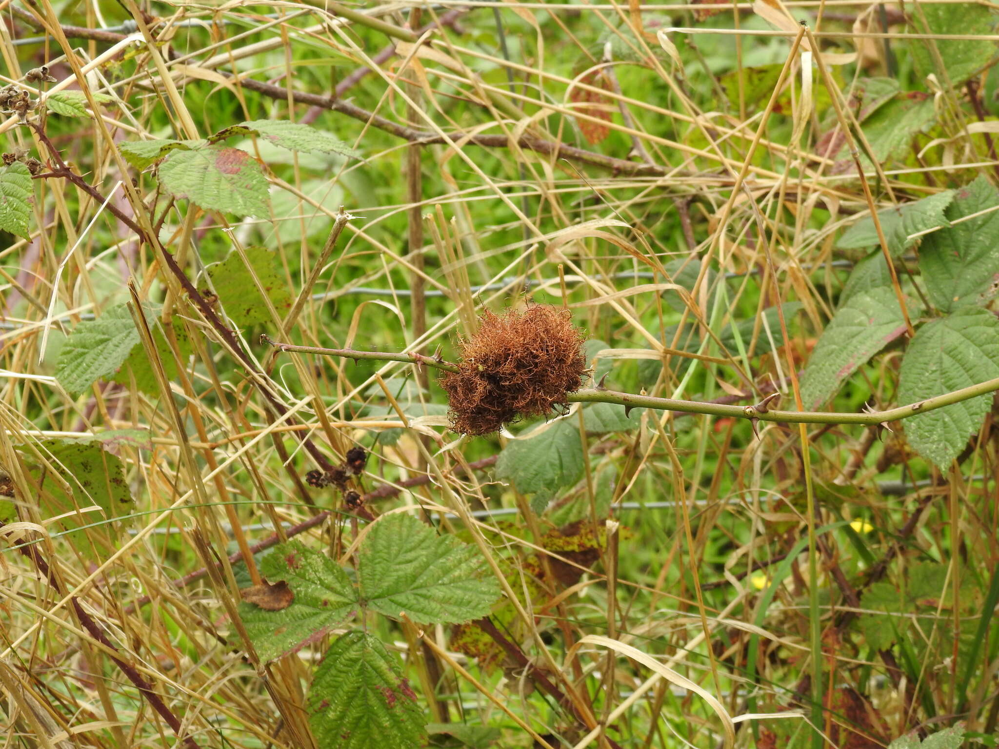 Image of Mossy Rose Gall Wasp