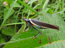 Image de Moncheca elegans (Giglio-Tos 1898)