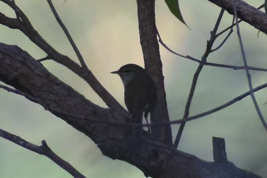 Image of Japanese Bush Warbler