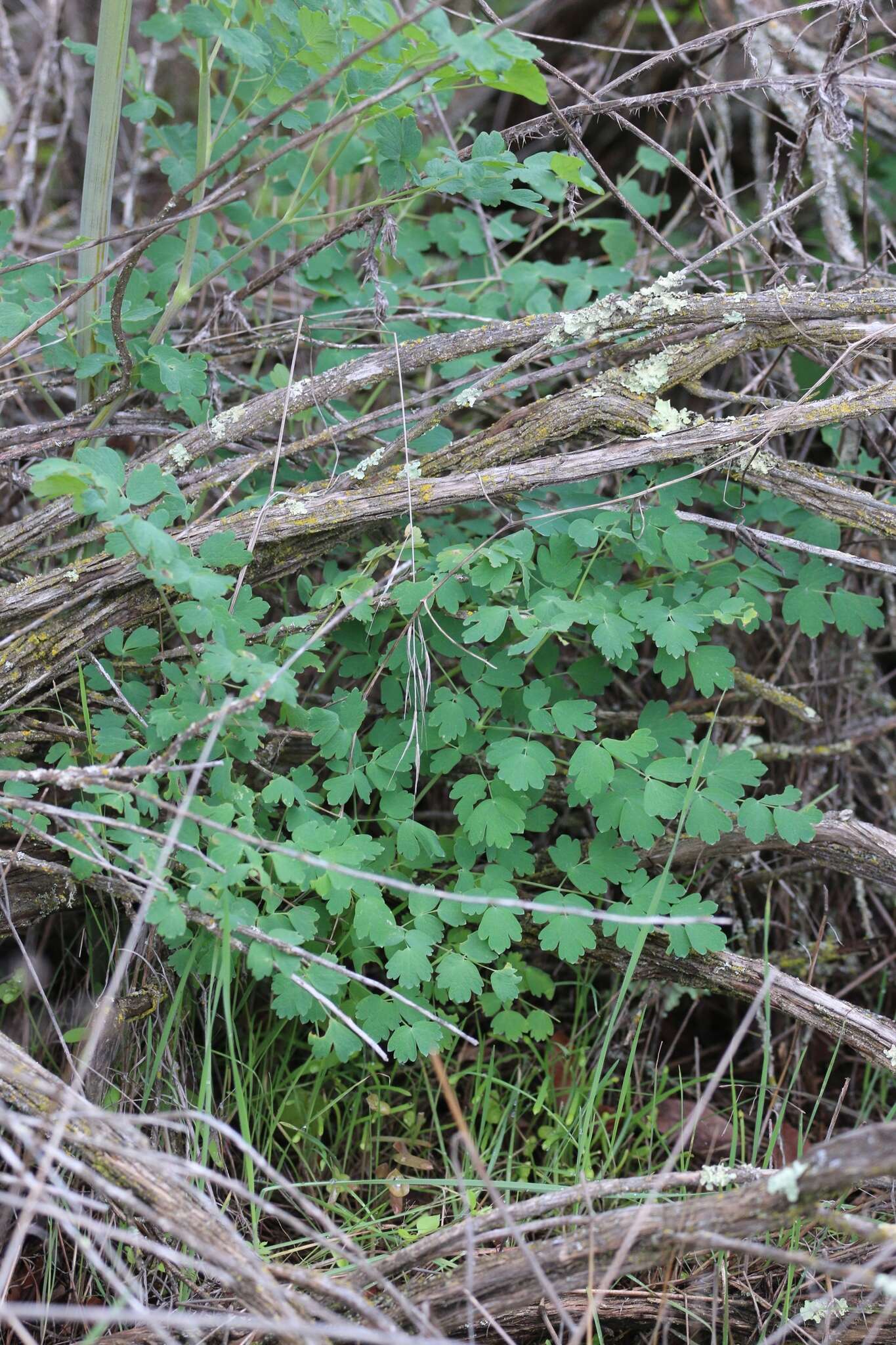 Image of Fendler's meadow-rue