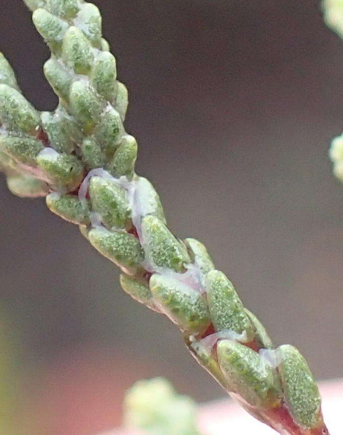 Image of Diosma prama I. Williams