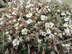 صورة Cotoneaster microphyllus Wall. ex Lindl.