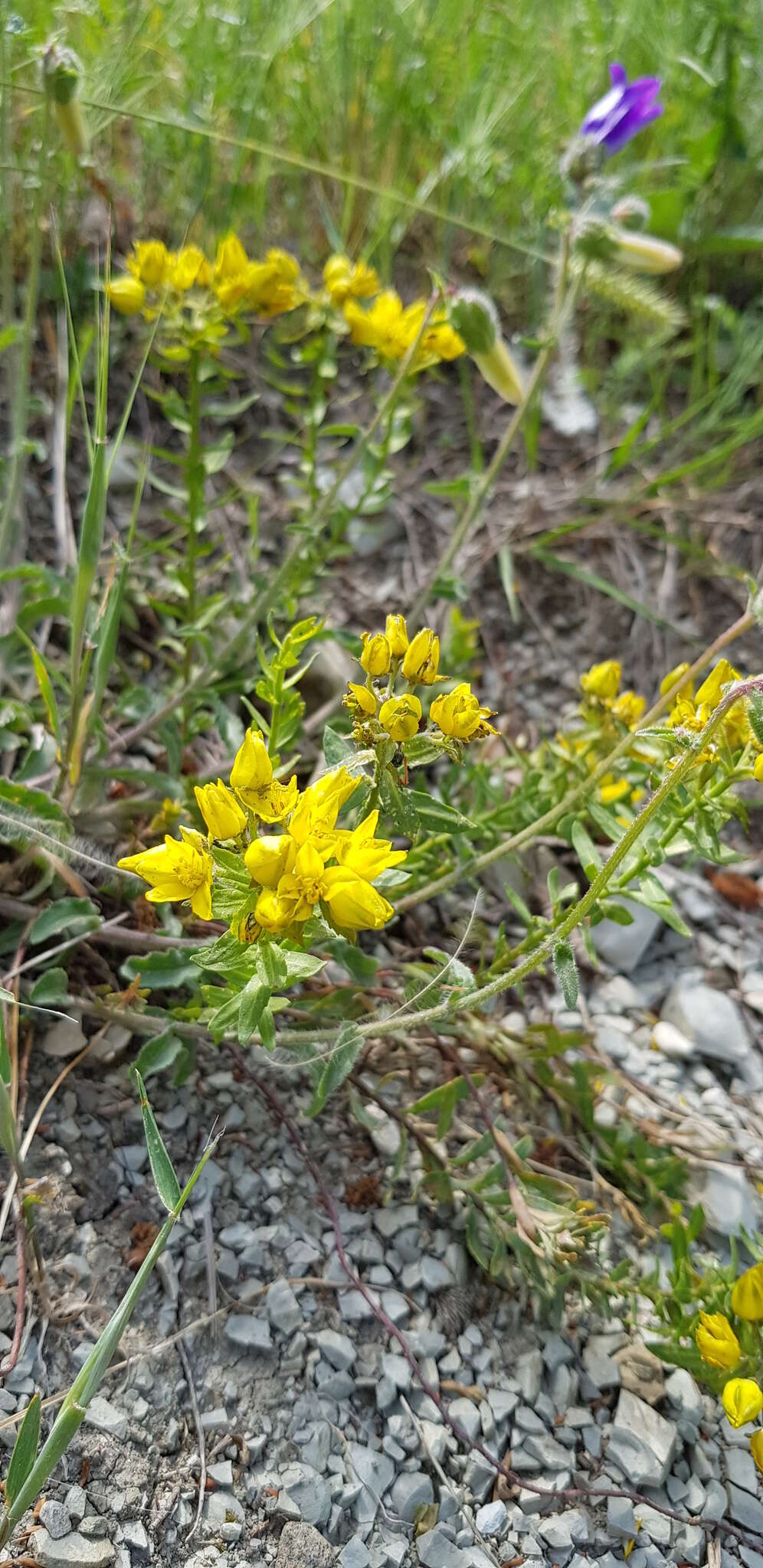 Image of Haplophyllum thesioides (Fischer ex DC.) G. Don fil.