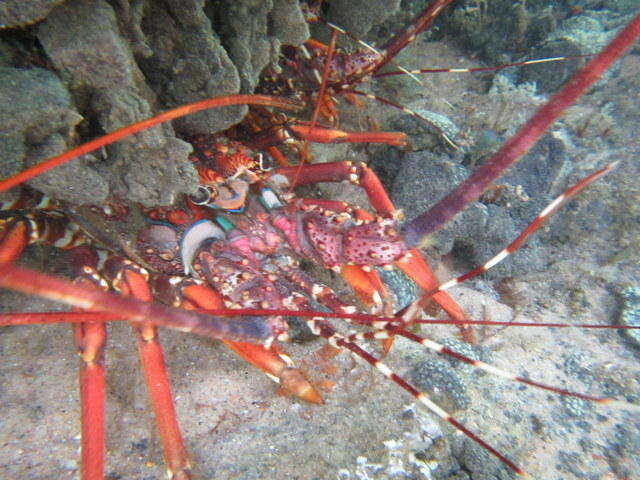 Image of Panulirus homarus rubellus Berry 1974