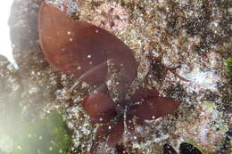 Image of Mazzaella capensis