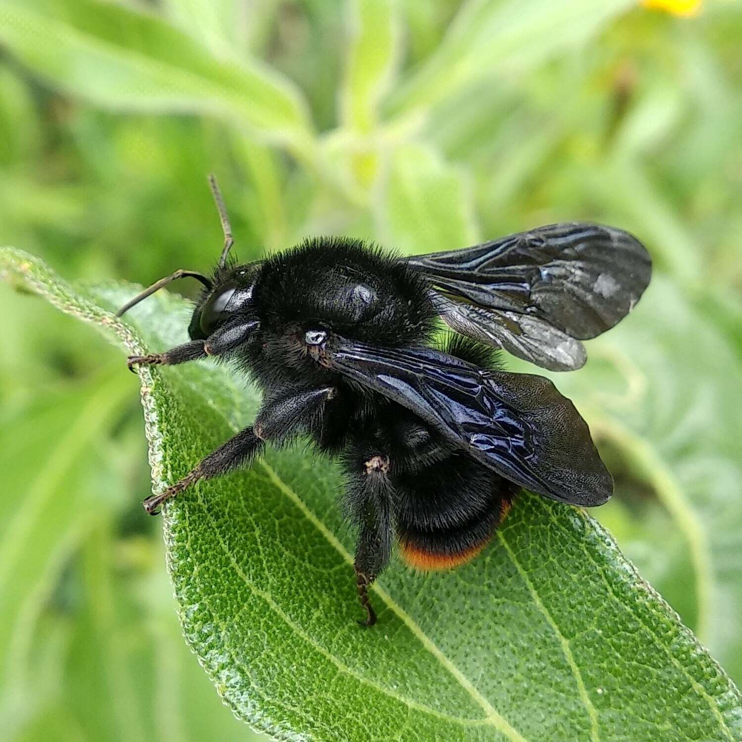 Image of Bombus diligens Smith 1861