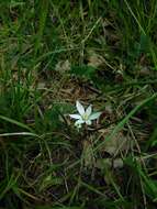 Image of Ornithogalum orthophyllum subsp. kochii (Parl.) Zahar.