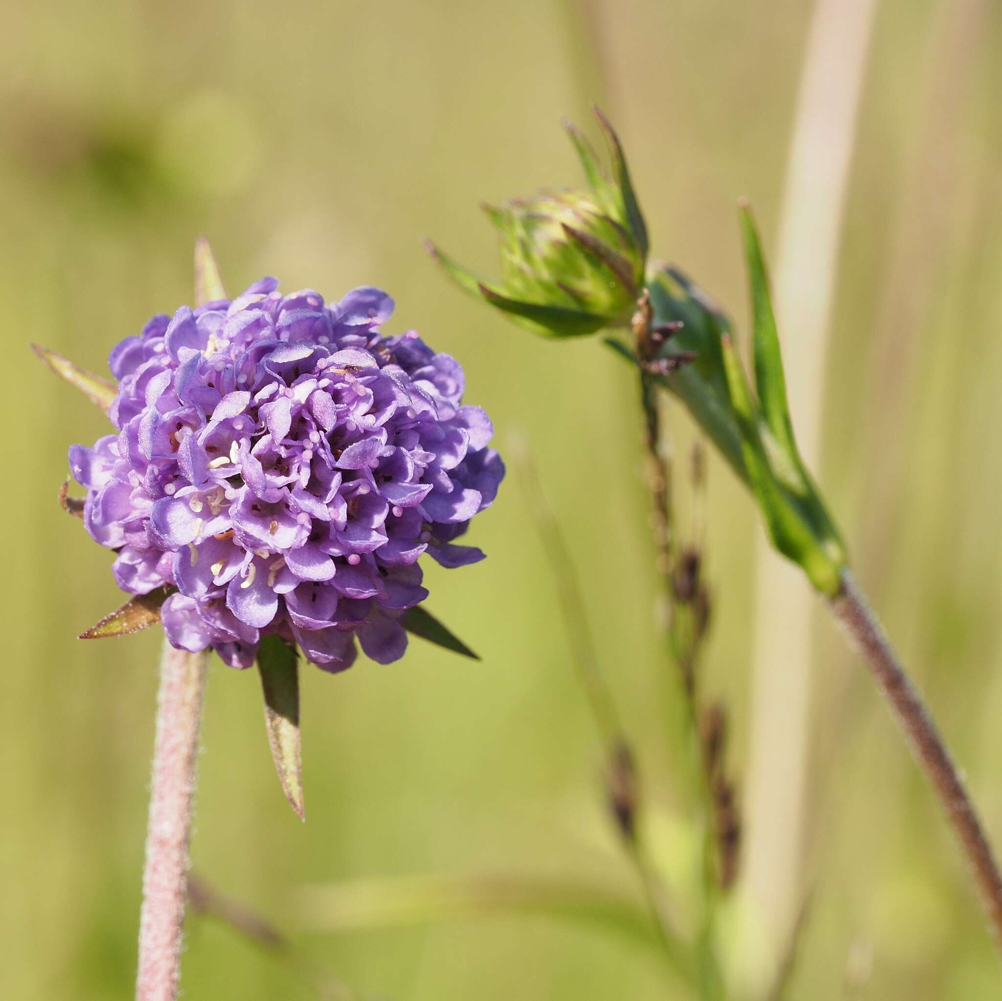 Image of Devil’s Bit Scabious