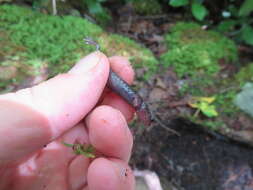 Image of Cheat Mountain salamander