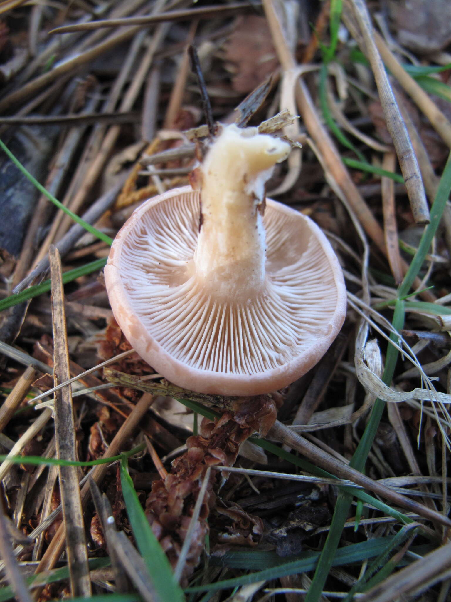 Plancia ëd Clitopilus piperitus (G. Stev.) Noordel. & Co-David 2009