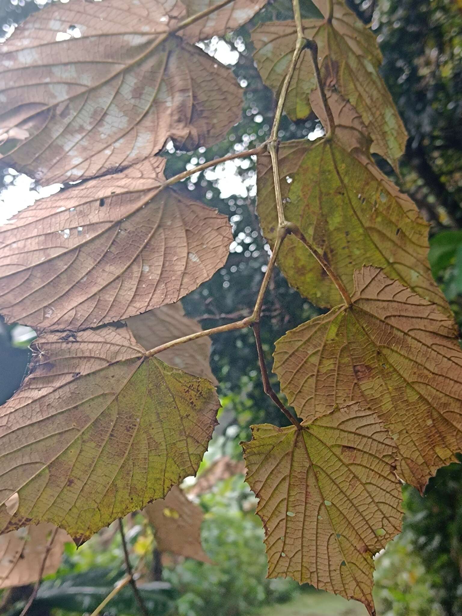 Image of West Indian grape