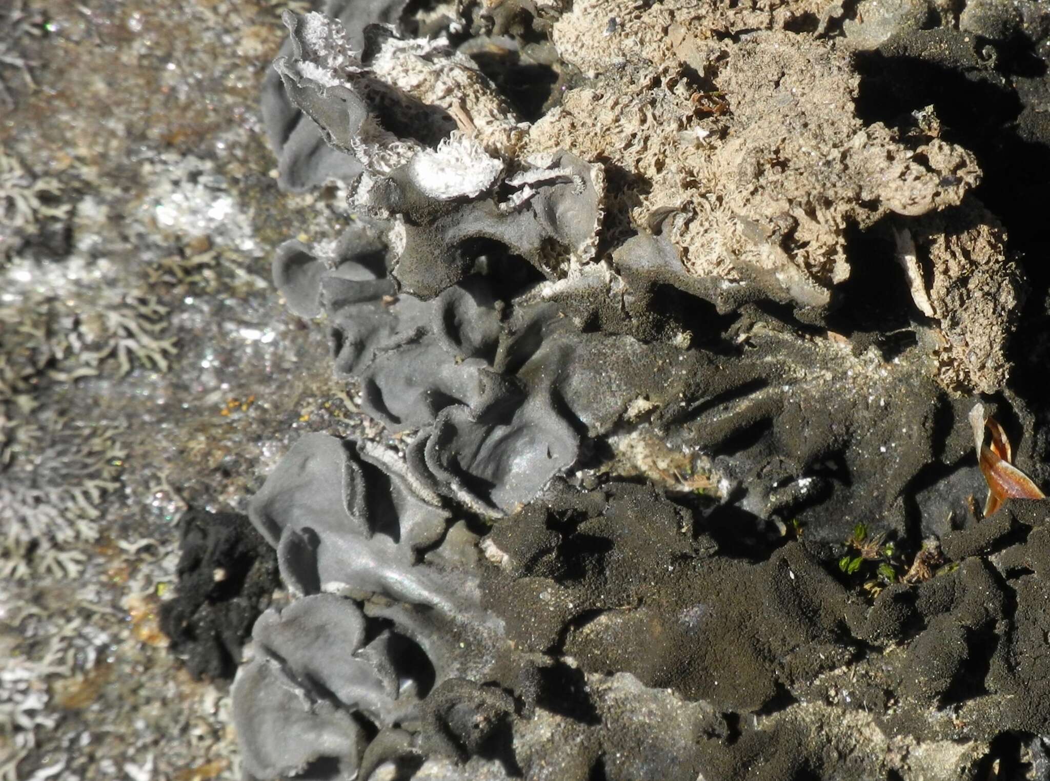 Image of hairy skin lichen